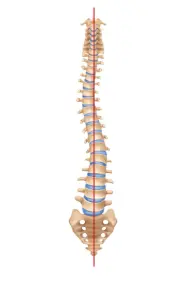 spine image, related to chiropractic