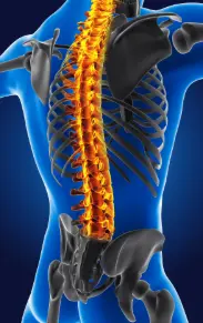 human spine image. seo company for chiropractors